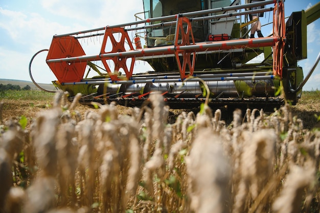 Combine harvester harvests ripe wheat agriculture