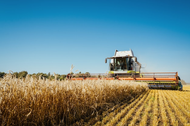 Combine harvester harvests ripe wheat. Concept of a rich harvest. Agriculture image