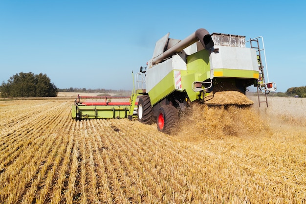 Combine harvester harvests ripe wheat. Concept of a rich harvest. Agriculture image