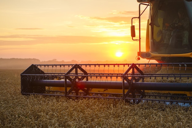 Combine harvester harvests ripe wheat ripe ears of gold field\
on the sunset cloudy orange sky background concept of a rich\
harvest agriculture image