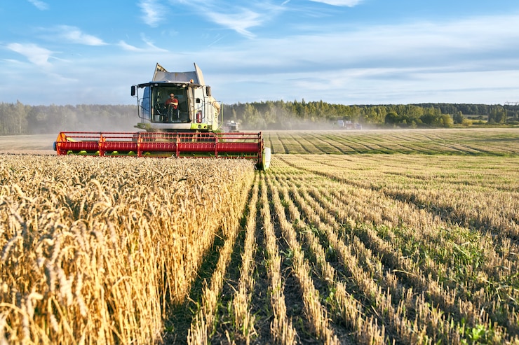 Photo combine harvester harvests ripe wheat. ripe ears of gold field on the sunset cloudy orange sky background