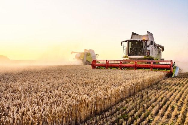 Combine harvester harvests ripe wheat. Ripe ears of gold field on the sunset cloudy orange sky background.