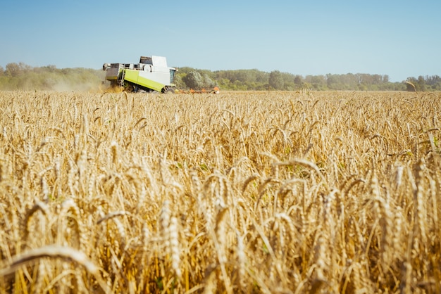 Combine harvester harvests ripe wheat ripe ears of gold field on the sunset cloudy orange sky