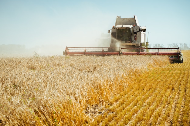 Комбайн собирает урожай спелой пшеницы. зрелые уши золотого поля на фоне облачного оранжевого неба заката. . концепция богатого урожая. изображение сельского хозяйства