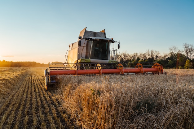 写真 コンバインハーベスターは、夕焼けの曇ったオレンジ色の空に金畑の熟した小麦の熟した耳を収穫します