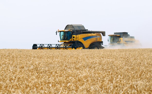 Combine harvester harvests ripe wheat