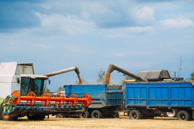 Combine harvester harvests ripe wheat