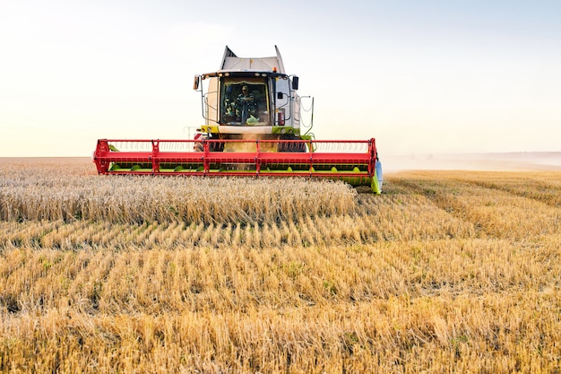 Combine harvester harvests ripe wheat.