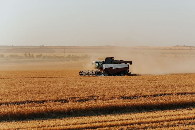 Combine harvester harvests wheat Concept of a rich harvest Agriculture image