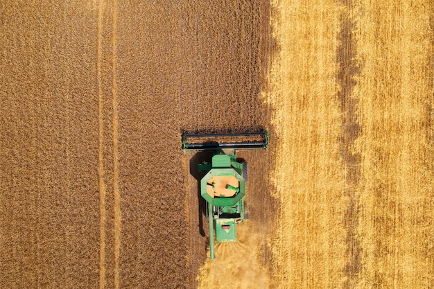 Combine harvester harvests wheat in the field