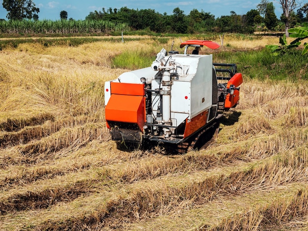 La mietitrebbia sta facendo lavori agricoli nei campi.