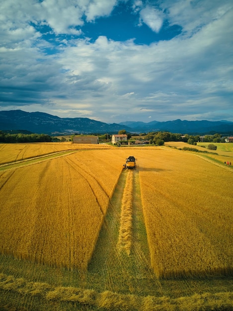 A combine harvester is driving through a field of wheat.