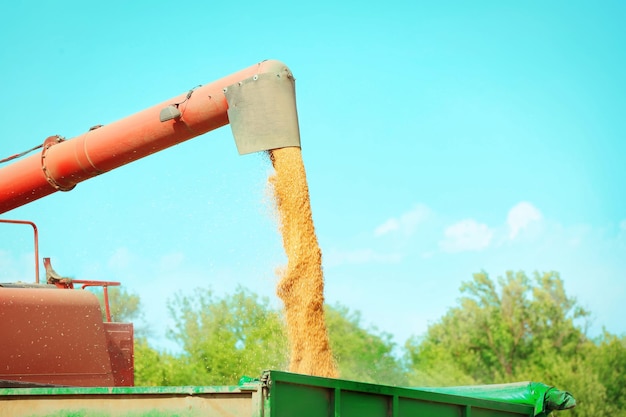 combine harvester pouring grains outdoors
