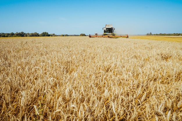 Combine harvester on the wheat field