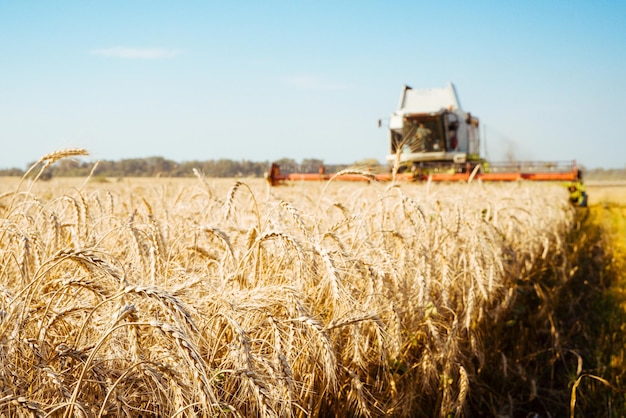 Combine harvester on the wheat field