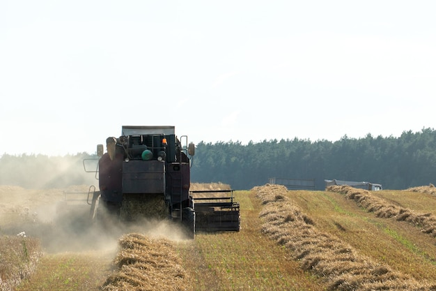 Combine harvester while working in the field with wheat during the harvesting campaign Dust from harvesting equipment in an agricultural field The harvest season of grain crops