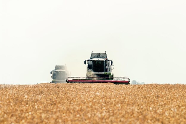 Combine harvester working on a wheat field. Harvesting wheat.