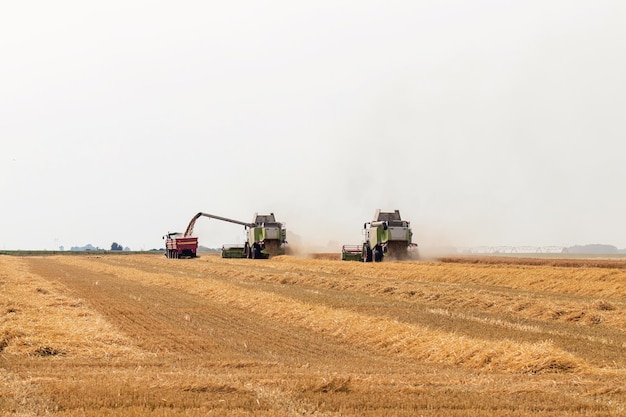 Mietitrebbiatrice lavorando su un campo di grano. raccolta del grano.