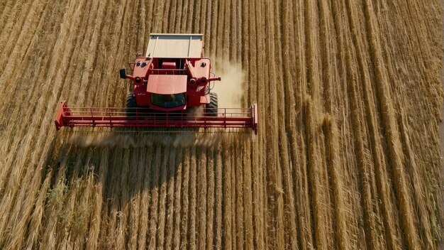 Combine harvester working in a wheat field