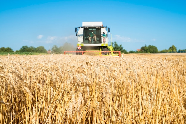 Combine harvester working in the wheat field.