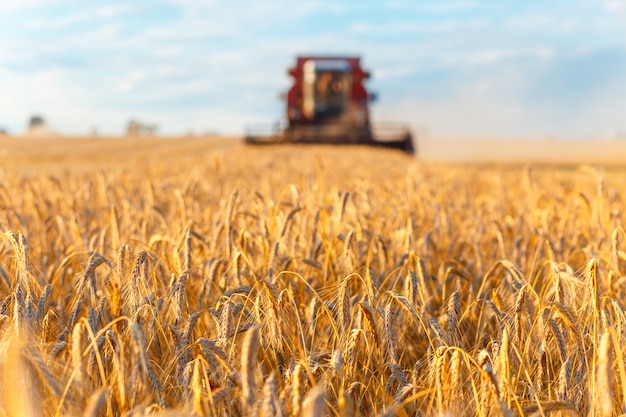 Combine harvester working