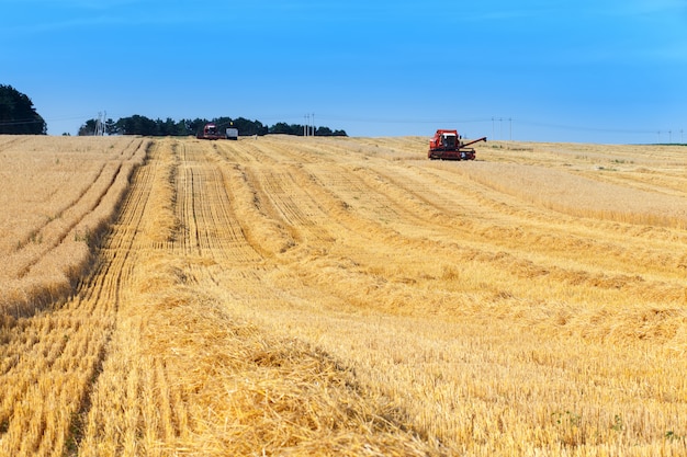 Combine harvester working