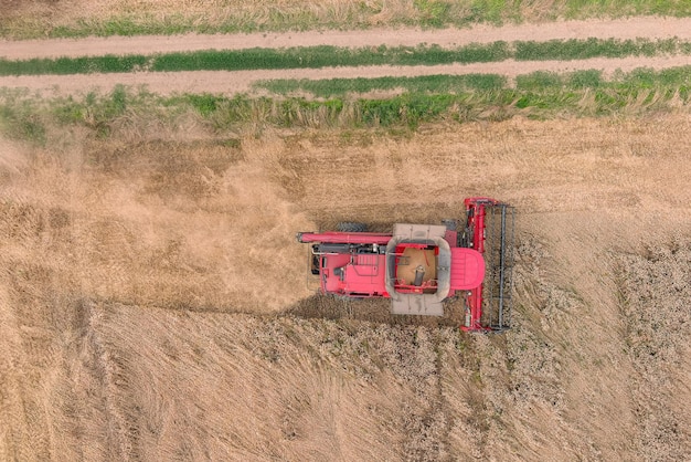 Combine harvesters working in wheat field