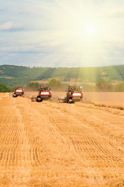 Combine Harvesters working on yellow agricultural field sunny