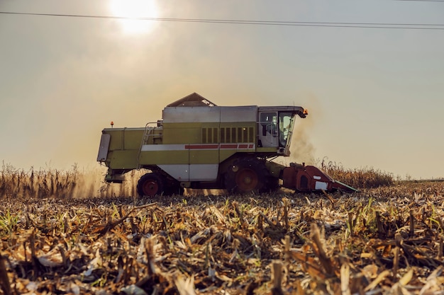 Combinare la raccolta del mais sul campo in un assolato pomeriggio autunnale. macchinari in agricoltura, agricoltura