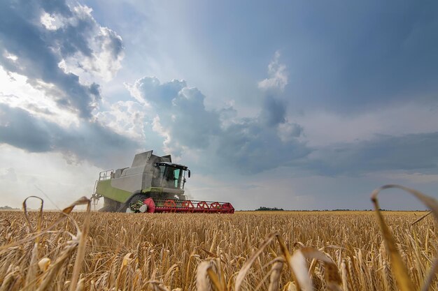 Combine harvesting a wheat field. Combine working the field.