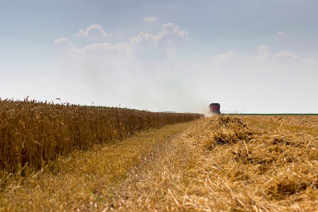 Combine harvesting a wheat field combine working the field