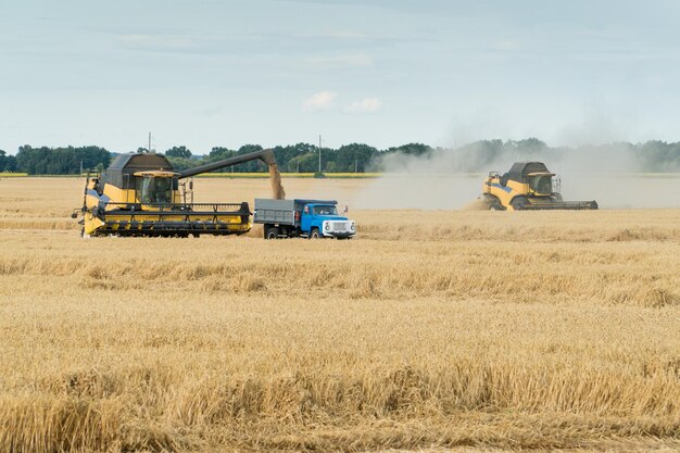 Combine harvesting wheat field on a falmland Agriculture industry concept