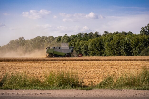 Combine harvests on the field. Wheat harvesting. Storks in the field collect grain