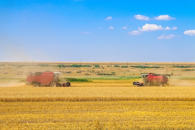 Combine machine harvesting golden ripe wheat field