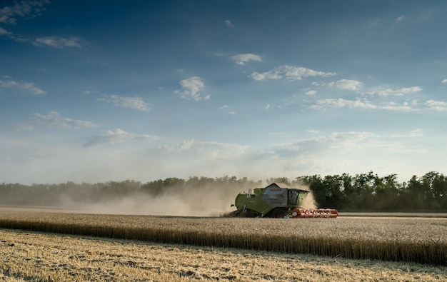 Combine oogstmachines op tarwe veld tegen de lucht