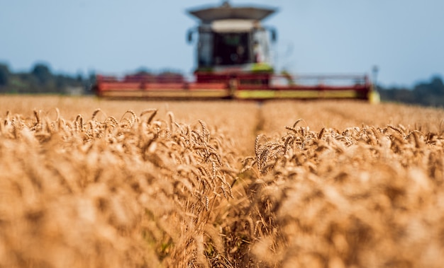 Combineer harvester in actie op tarweveld.