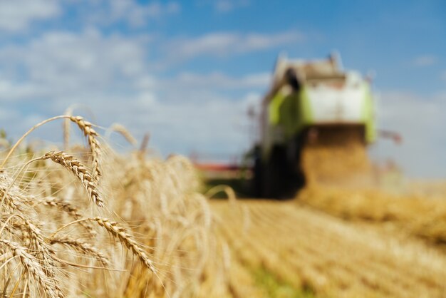 Combineer harvester oogst rijpe tarwe. Concept van een rijke oogst. Landbouw imago