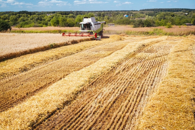 Combineer harvester oogst rijpe tarwe. Rijpe oren van gouden veld. Concept van een rijke oogst. Landbouw imago