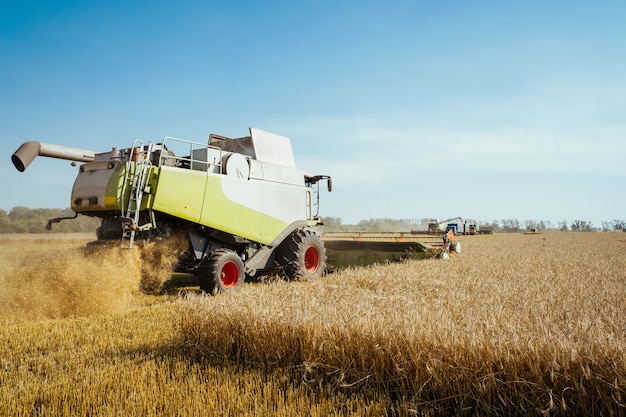 Combineer harvester oogst rijpe tarwe. rijpe oren van gouden veld op de achtergrond van de zonsondergang bewolkte oranje hemel. . concept van een rijke oogst. landbouw imago.