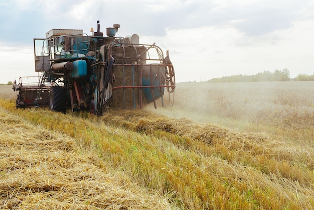 Combineer harvester oogst rijpe tarwe.