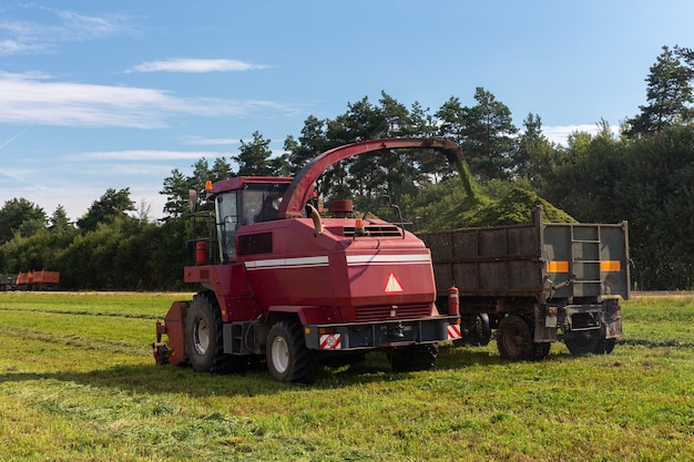 Combineer het oogsten van een groen veld en laadt tarwe voor kuilvoer op een dubbele vrachtwagen met oplegger.