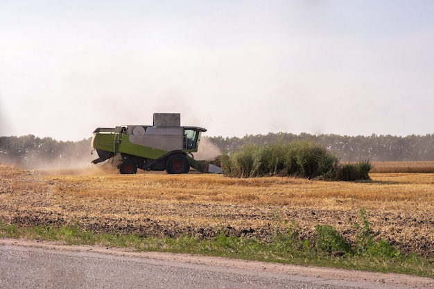 Combineer oogsten op het veld. Tarwe oogsten. Ooievaars in het veld verzamelen graan