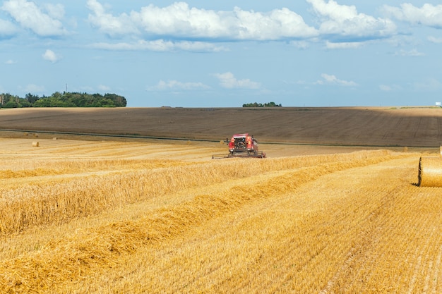 Combineren harvester oogst tarwe op zonnige zomerdag.