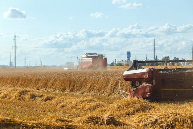 Combineren harvester oogst tarwe op zonnige zomerdag.