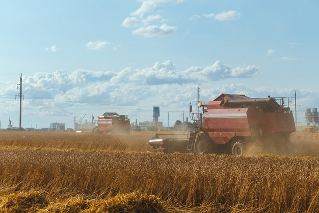 Combineren harvester oogst tarwe op zonnige zomerdag.