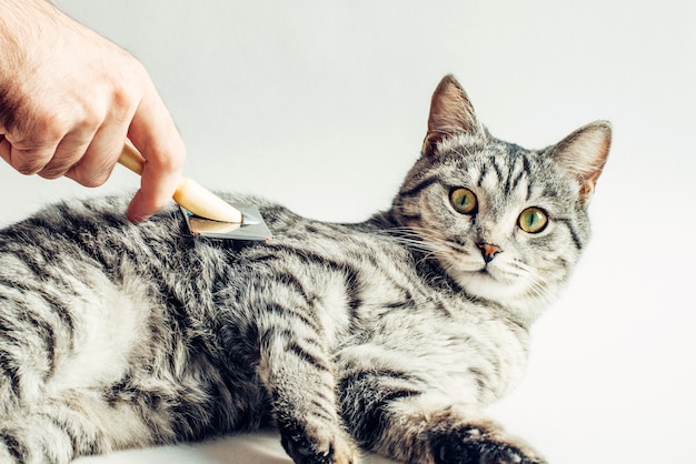 Pettinatura gatto grigio da peli in eccesso su bianco