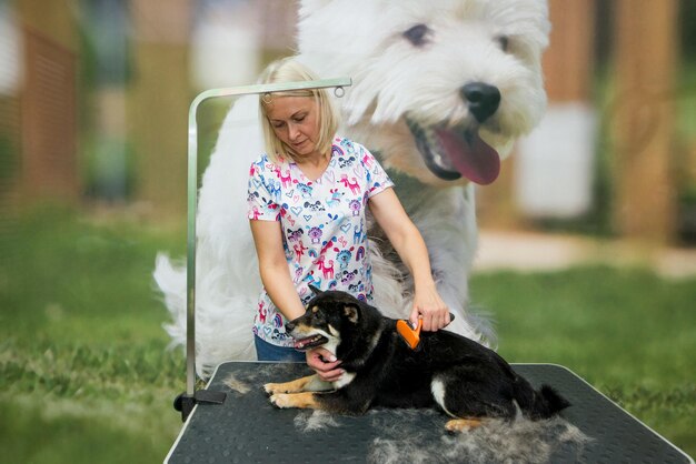 Combing the hair of a dog of the Shiba Inu breed