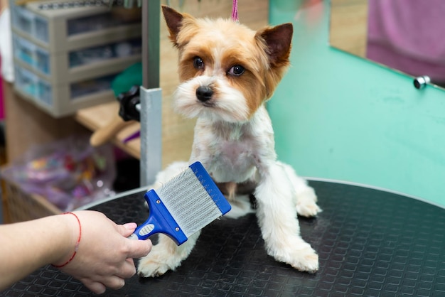 Combing hair with a brush yorkshire terrier in a grooming salon closeup