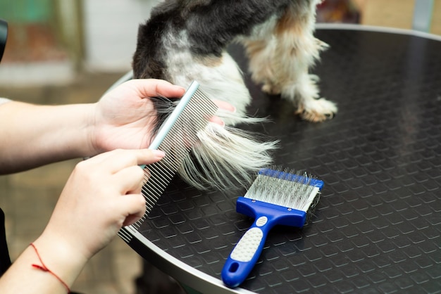 Combing the hair of a yorkshire terrier in a grooming salon