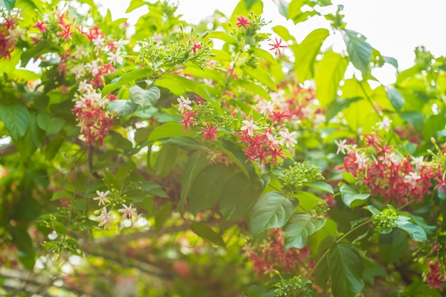 Combretum indicum rangoon flowers自然の背景に花びらのカラフルな美しい花